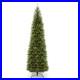 14_ft_Kingswood_Fir_Pencil_Slim_Tree_01_npm