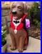 2026_Home_Depot_Home_Accents_Labrador_Vampire_Halloween_Dog_2_5ft_Blow_Mold_LED_01_qc