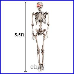 2Pcs Halloween Skeleton Full Life Size Human Skull with LED Eyes & Creepy Sound