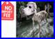 4_Ft_Standing_Dog_Skeleton_Realistic_Halloween_Decoration_with_Metal_Base_01_gwa