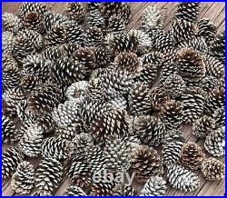 500 Fresh Southern Pinecones Bulk Pinecones Various Sizes For Christmas Decor
