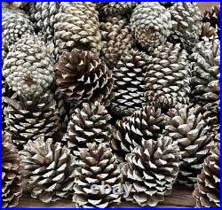500 Fresh Southern Pinecones Bulk Pinecones Various Sizes For Christmas Decor
