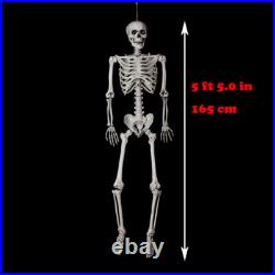 5 ft 5 in LED Eyes Poseable Human Size Skeleton Skull Halloween Decoration Prop
