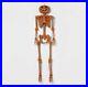 60_Posable_Pumpkin_Skeleton_Halloween_Decorative_Mannequin_Hyde_EEK_NEW_01_ai