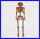 60_Posable_Pumpkin_Skeleton_Halloween_Decorative_Mannequin_Hyde_EEK_NEW_01_nti