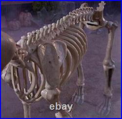 7 FOOT Skeleton Dog Skelly's Home Accent Halloween 2024 GREAT DEAL 2/04