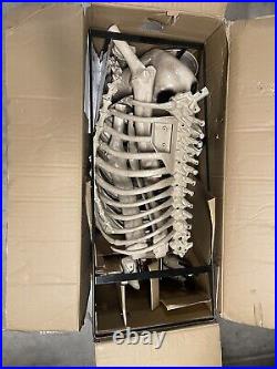 7 FOOT Skeleton Dog Skelly's Home Accent Halloween 2024 Home Depot In Hand