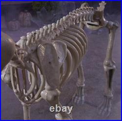 7 FOOT Skeleton Dog Skelly's Home Accent Halloween 2024 Home Depot SHIPS NOW