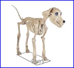 7 FOOT Skeleton Dog Skelly's Home Accent Halloween 2024 Home Depot SHIPS NOW