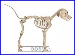 7 FOOT Skeleton Dog Skelly's Home Accent Halloween 2024 Home Depot SHIPS NOW