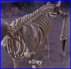 7 FOOT Skeleton Dog Skelly's Home Accent Halloween 2025 GREAT DEAL 05/25