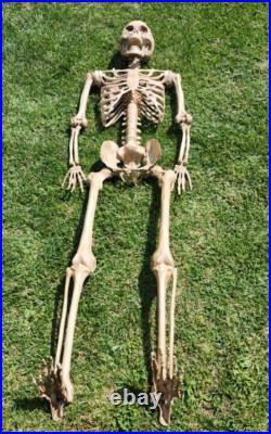 7 Ft Tall Plastic Skeleton Indoor/Outdoor Decoration Posable Slightly Used 7 Ft Tall Plastic Skeleton Indoor/Outdoor Decoration Posable Slightly Used