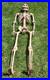 7_Ft_Tall_Plastic_Skeleton_Indoor_Outdoor_Decoration_Posable_Slightly_Used_01_qxq
