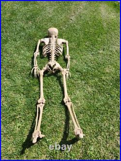 7 Ft Tall Plastic Skeleton Indoor/Outdoor Decoration Posable Slightly Used 7 Ft Tall Plastic Skeleton Indoor/Outdoor Decoration Posable Slightly Used