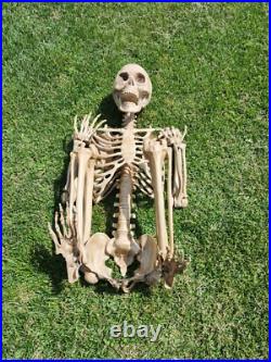 7 Ft Tall Plastic Skeleton Indoor/Outdoor Decoration Posable Slightly Used 7 Ft Tall Plastic Skeleton Indoor/Outdoor Decoration Posable Slightly Used