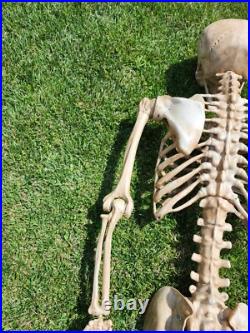 7 Ft Tall Plastic Skeleton Indoor/Outdoor Decoration Posable Slightly Used 7 Ft Tall Plastic Skeleton Indoor/Outdoor Decoration Posable Slightly Used