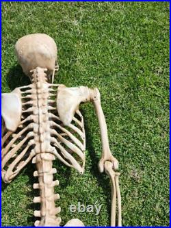 7 Ft Tall Plastic Skeleton Indoor/Outdoor Decoration Posable Slightly Used 7 Ft Tall Plastic Skeleton Indoor/Outdoor Decoration Posable Slightly Used
