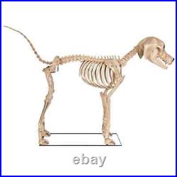 7 ft. Skeleton Dog Skelly's Home Accent Halloween Home Depot Fast Ship