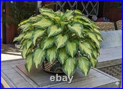 Captivating 10.5 Round Planter is a Talavera Ceramic Flower Pot Handmade