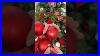 Christmas_Decor_Pro_Tip_01_wf