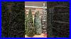 Christmas_Decor_World_Market_2022_Worldmarket_Christmasdecor_Christmas2022_01_apsa