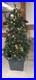 Christmas_Trees_01_xfqc