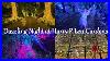 Dazzling_Nights_At_Harry_P_Leu_Gardens_2024_Opening_Weekend_01_avp