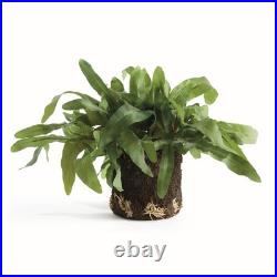 Echeveria Fern Drop-in 13.5