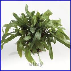 Echeveria Fern Drop-in 13.5