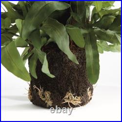 Echeveria Fern Drop-in 13.5