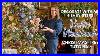 How_To_Create_A_Professional_Winter_Woodland_Rustic_Christmas_Tree_01_ct