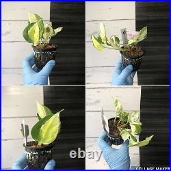 Japanese Pothos Global Free phyto Shipping from Japan Japanese Pothos Global Free phyto Shipping from Japan