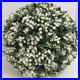 Martha_Stewart_LARGE_16_TOPIARY_PLANT_BALL_White_Lilac_Jasmine_55Circum_Nice_01_mvl