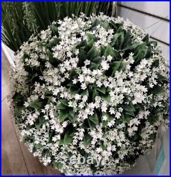 Martha Stewart set 2 TOPIARY PLANT BALL LILAC JASMINE FERN Purple Small 33C NEW Martha Stewart set 2 TOPIARY PLANT BALL LILAC JASMINE FERN Purple Small 33C NEW