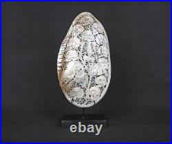 Mussels Clam Shell Carving Skulls + Premium Stand Wooden Base, Decorative Shells