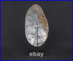 Mussels Clam Shell Carving Skulls + Premium Stand Wooden Base, Decorative Shells