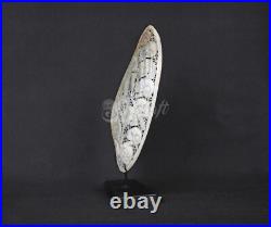 Mussels Clam Shell Carving Skulls + Premium Stand Wooden Base, Decorative Shells