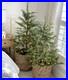 NEW_My_Texas_House_2_Pack_4ft_24in_Cypress_Christmas_Trees_Real_Touch_Pre_Lit_01_edx
