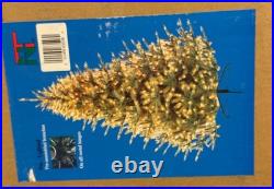 New 4.5-ft NEUMAN Pre-lighted Artificial Christmas Tree, Upswept Douglas Fir New 4.5-ft NEUMAN Pre-lighted Artificial Christmas Tree, Upswept Douglas Fir
