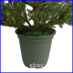 Northlight 6' Noble Pine Slim Artificial Christmas Tree in Terracotta Pot
