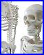OWLIAN_Human_Skeleton_Model_Skeleton_Specimen_Joint_Movable_1_2_Model_Figure_01_glv