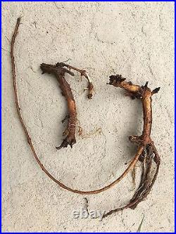 Start Next Year's Crop Today. 20 Organic Cascade Hop Rhizomes $110