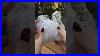 The_Cutest_LIL_Apple_Basket_Shorts_Satisfyingvideo_Asmr_Mini_Christmas_01_tuxt