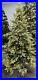 Treetopia_Addison_Spruce_Artificial_Christmas_Tree_6_Ft_Clear_LED_NEWithOpen_box_6_01_mq