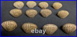 Vintage The Bombay Company Brass Shell Place Card Holders Set Of 12 W Shell