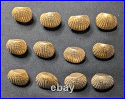 Vintage The Bombay Company Brass Shell Place Card Holders Set Of 12 W Shell